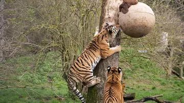 An Amur tiger climbs a tree to reach an enrichment ball at Whipsnade Zoo 