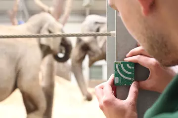 An audiomoth is installed by an elephant keeper at Whipsnade Zoo