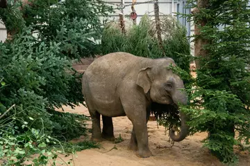 An elephant walks through their indoor forest of Chrismtas trees