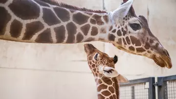 Giraffe baby Wilfred with mum Luna at Whipsnade Zoo