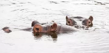 Common hippos Hodor and Lola in their outdoor pool at Whipsnade Zoo