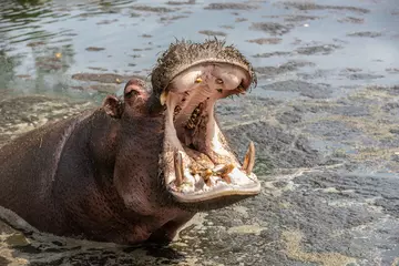 Lola the hippo with her mouth open in her outdoor pool at Whipsnade Zoo