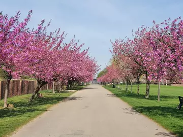 Blossom-filled trees