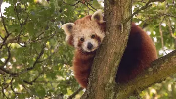 Red panda Nilo in a tree at Whipsnade Zoo