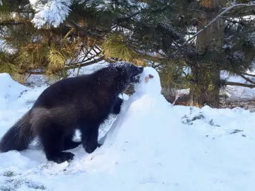 A wolverine explores a snowman at Whipsnade Zoo