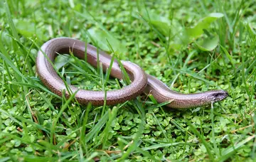 Slow worm on grass