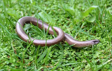 Slow worm on grass