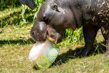 Pygmy hippo Tapon eats an icy treat on a summer's day at Whipsnade Zoo