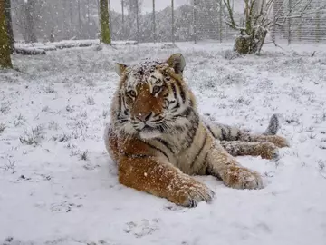 An Amur tiger in the snow at Whipsnade Zoo