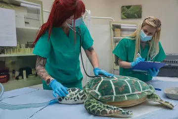 Two vets performing a health check on a soft toy turtle