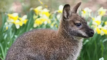 Wallaby in springtime in front of daffodils