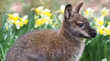 Wallaby in springtime in front of daffodils