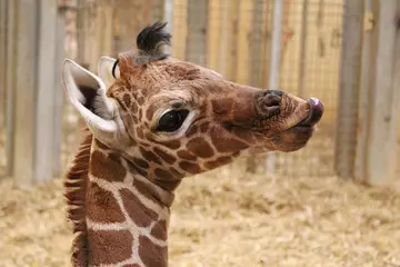 A close up of Nuru the giraffe as a calf at Whipsnade Zoo
