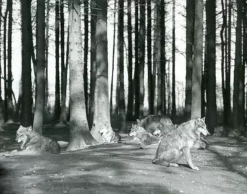 A pack of hybrid wolves, Common x Timber, resting on the bare earth beneath the trees of a coniferous copse at Whipsnade in April 1934.