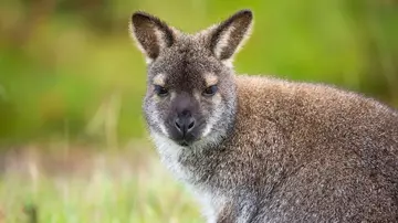 Wallaby at Whipsnade Zoo