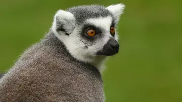Ring tailed lemur at Whipsnade Zoo