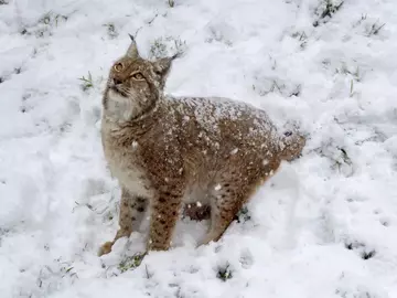 A lynx in the snow at Whipsnade Zoo