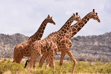 Three reticulated giraffes walking in African savannah 