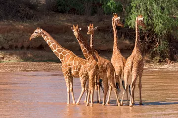 Giraffes in African savannah wading through water.