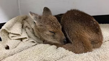 Sleepy Chinese water deer curled up on a blanket at Whipsnade Zoo