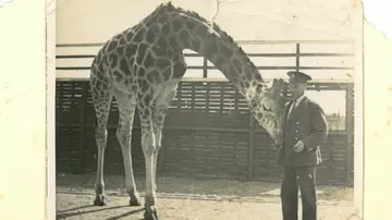 Zookeeper Gerry Stanbridge with a giraffe circa 1950s