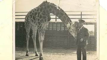 Zookeeper Gerry Stanbridge with a giraffe circa 1950s