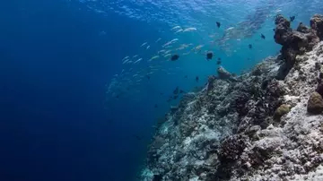 Coral Reef