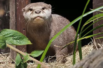 Ernie the male Asian short-clawed otter at Whipsnade Zoo