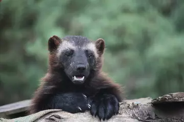 Fi the female wolverine at Whipsnade Zoo