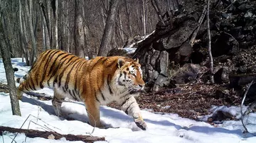 Tiger in the snow