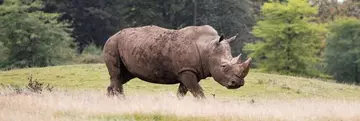 White Rhino at Whipsnade Zoo