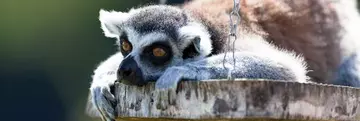 Ringtailed Lemur