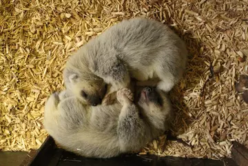 Two wolverine kits at Whipsnade Zoo snuggled up in their den