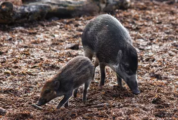 Critically Endangered Visayan warty pigs Tess and Tadeo at Whipsnade Zoo