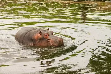 Hodor the hippo in the water at Whipsnade Zoo