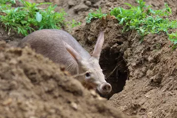 Aardvark burrowing at Whipsnade Zoo