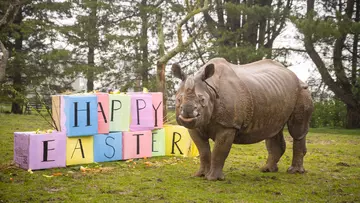 Greater one-horned rhino Behan with Happy Easter boxes at Whipsnade Zoo