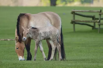 Przewalski's horses Mum Charlotte and baby Luujin at Whipsnade Zoo