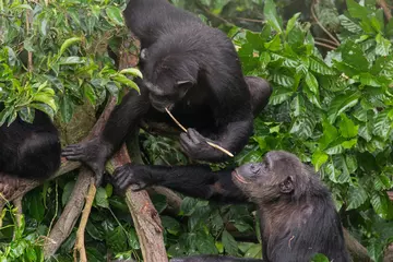 Chimpanzees using tools to find food