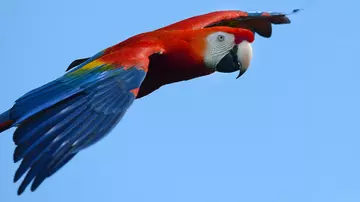 A macaw flying at Whipsnade Zoo