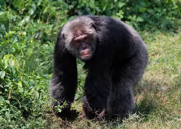 Displaying chimpanzee male
