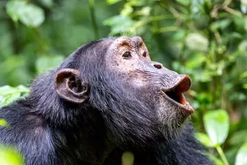 Chimpanzee howling as communication 