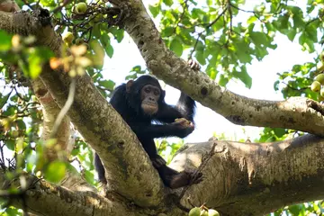 Chimpanzee on a tree branch eating fruit in the wild