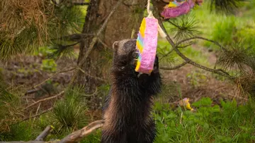 A wolverine tears into an Easter egg pinata at Whipsnade Zoo