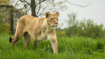 African lioness Waka at Whipsnade Zoo