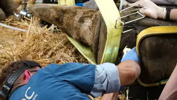 Female southern white rhino, Mikumi, has a dental check at Whipsnade Zoo