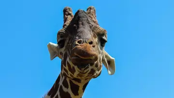Bashu the giraffe with blue sky in the background at Whipsnade Zoo