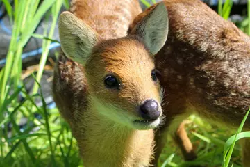 A Chinese water deer fawn at Whipsnade Zoo
