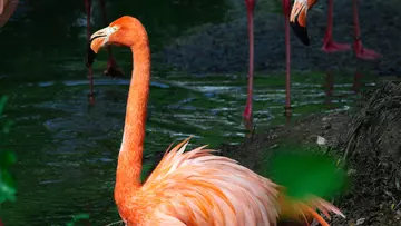 Gladys the flamingo at Whipsnade Zoo