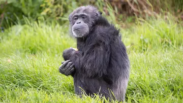 Koko the chimpanzee at Whipsnade Zoo